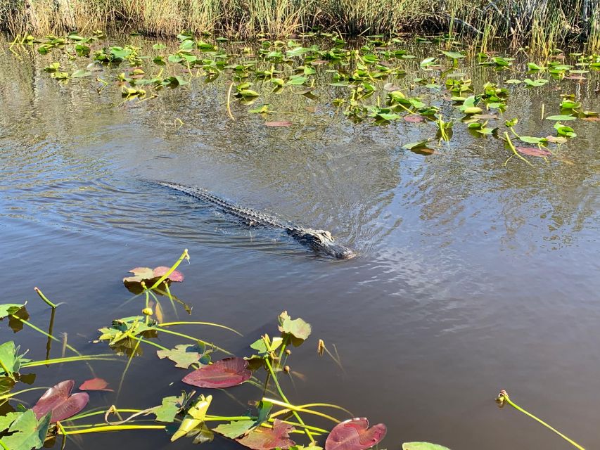 South Beach: Everglades Wildlife Airboat Tour - Key Points