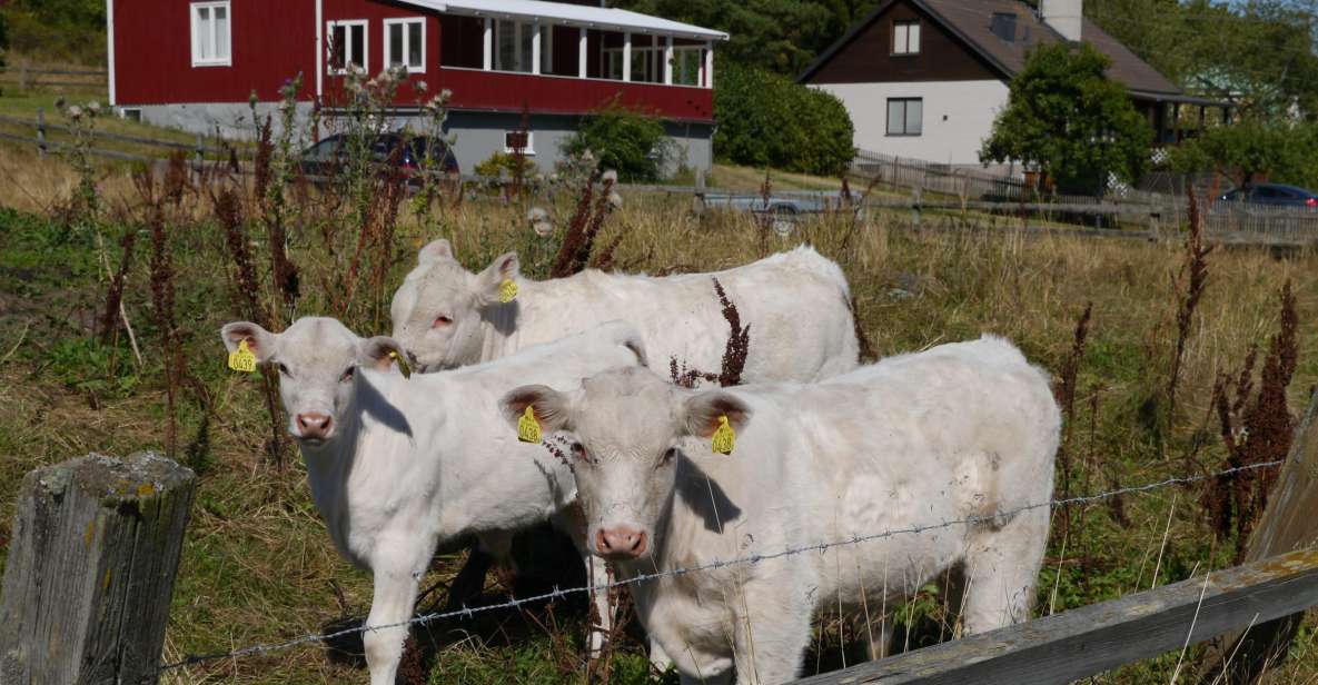 Stockholm Icelandic Horses, Countryside and Swedish History - Key Points