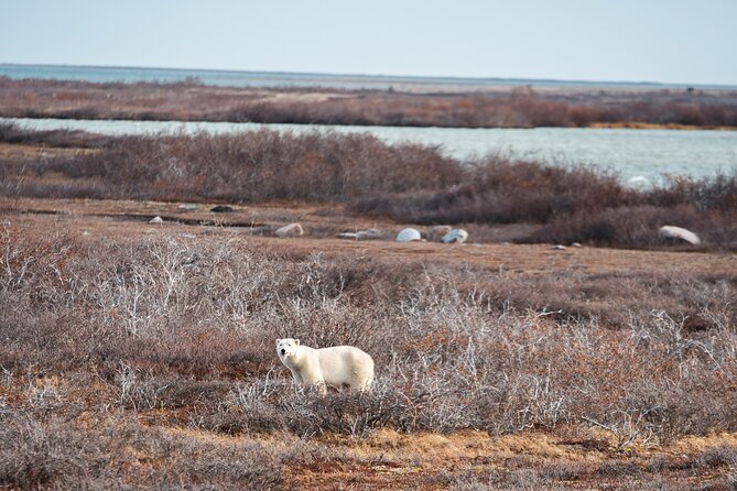 Subarctic Discovery: Churchill Polar Bears Overview Of Subarctic Discovery