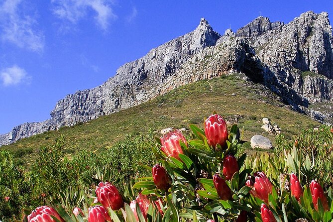 Table Mountain and Cape Town City Half-Day Trip - Highlights of Table Mountain