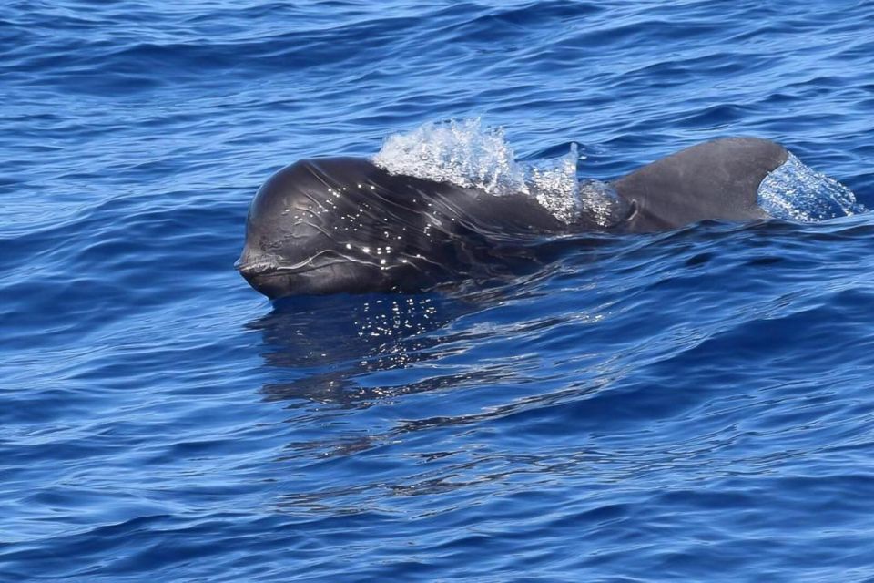 Tenerife: 3 &-6 Hour Private Whale & Dolphin Watching - Key Points