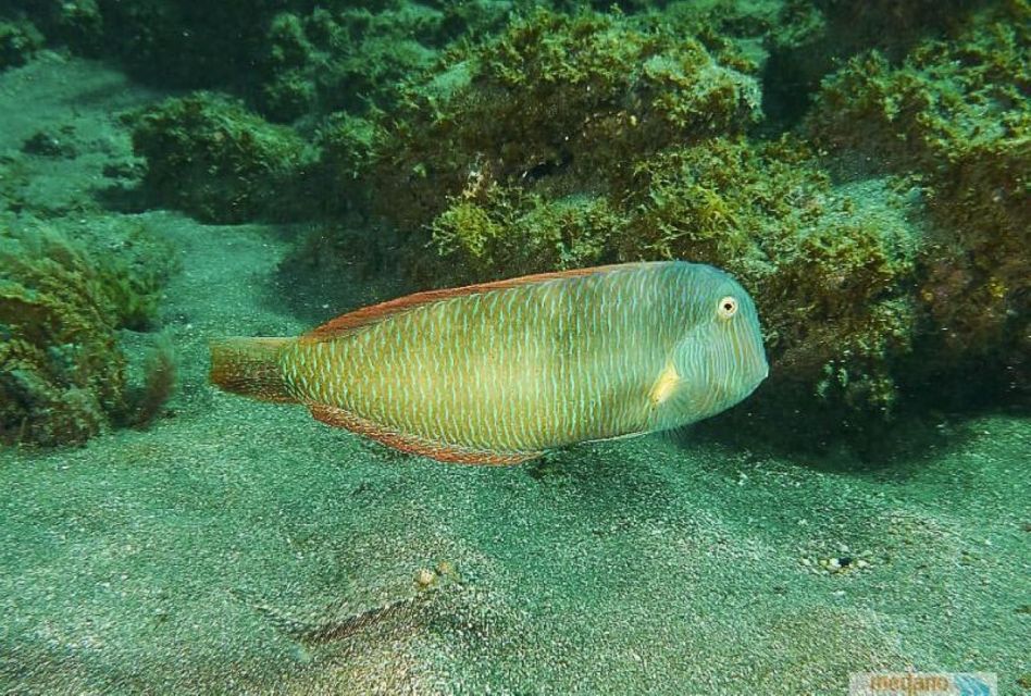 Tenerife: 3 Day/6 Dives Open Water Diver Course - Key Points