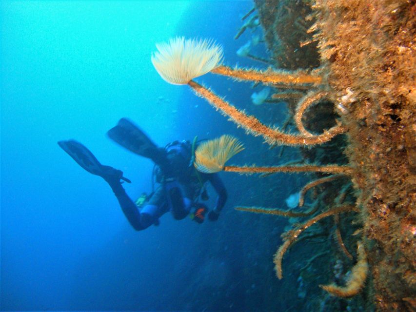 Terceira: Angra Do Heroismo Scuba Diving Tour With 2 Dives - Key Points