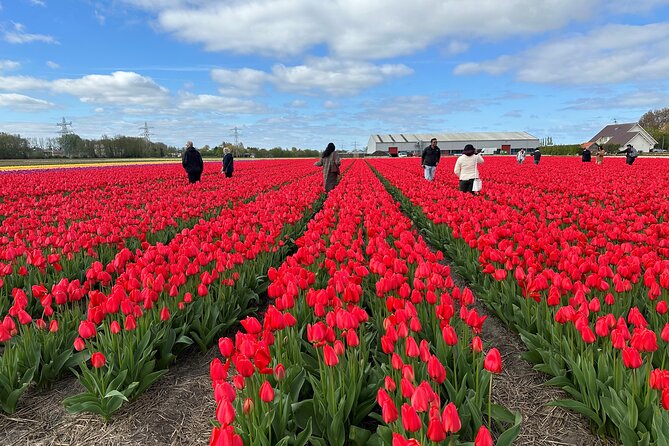 Tour to Keukenhof, Tulip Farm and Windmill Cruise From Amsterdam - Tour Overview