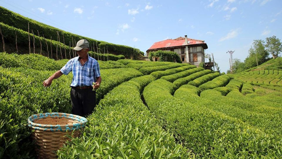 Trabzon: Uzungöl Group Tour & Explore The Nature & Tea - Key Points