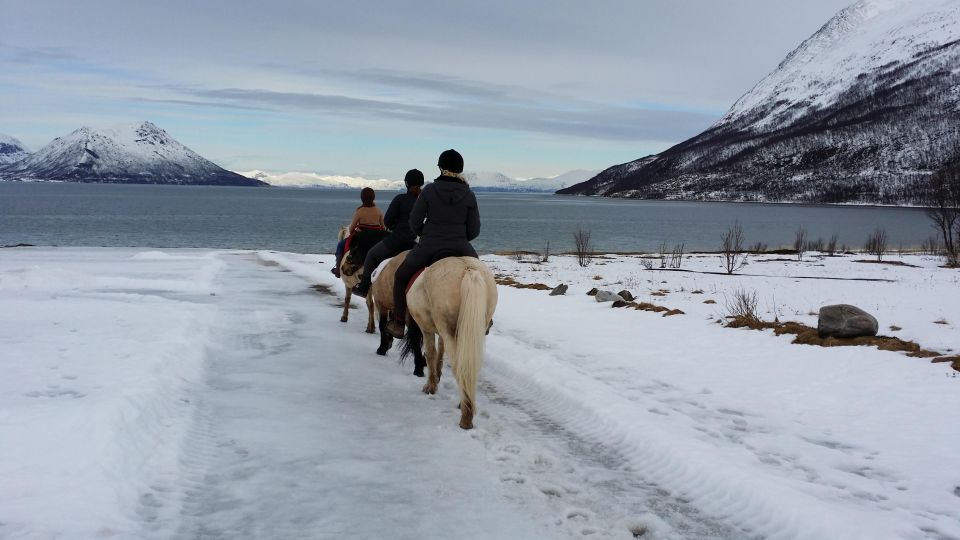 Tromsø: Lyngen Horseback Riding Experience - Key Points