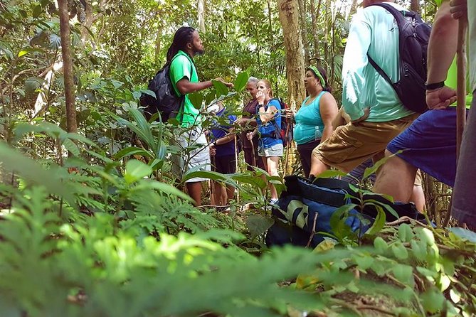 Tropical Rain Forest Explorer In St. Kitts - Tour Overview