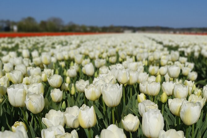 Tulipfields of Holland Tour - Tour Overview