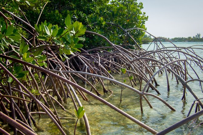 Turtle Eco Tour on Stand-Up Paddleboards or Kayaks Into the National Marine Park - Tour Details