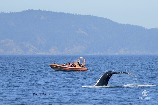 Victoria Whale Watching Tour by Zodiac - Tour Details