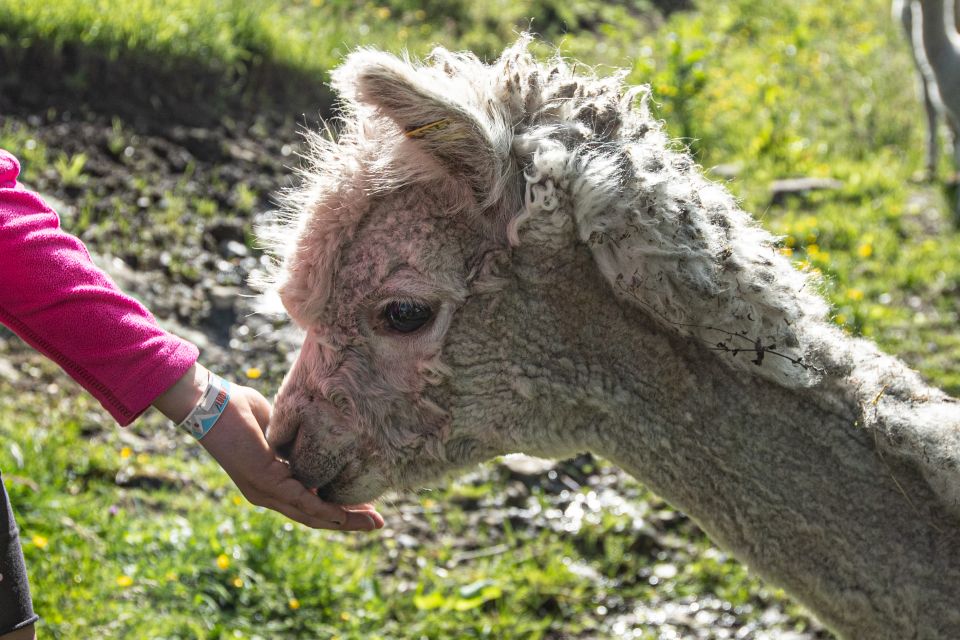 Vik: Hiking Tour With Farm Visit - Key Points