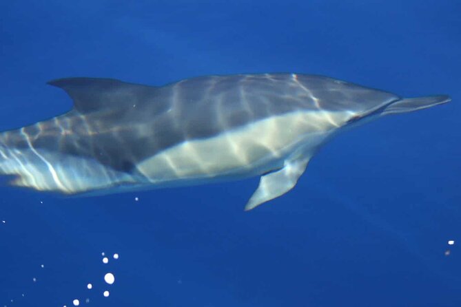 ViP Full Day Swimming With Dolphin Sea Trip With Lunch - Hurghada - Overview and Details