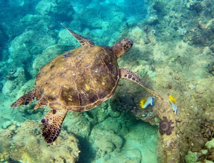 Wailea Beach: Snorkeling Tour for Non-Swimmers & Beginners - Key Points