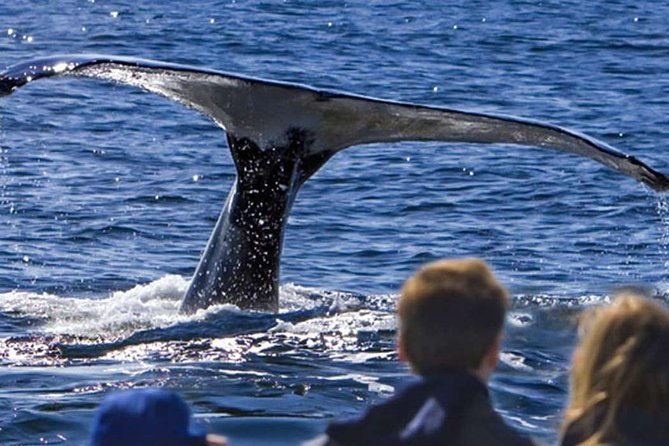 Waitukubuli Dolphin and Whale Watch in Dominica - Key Points