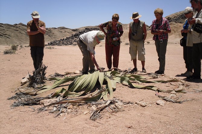 Welwitschia Tour From Swakopmund - Key Points