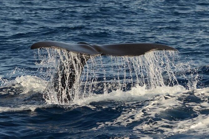 Whale and Dolphin Watching in Pico Island - Half Day - Key Points