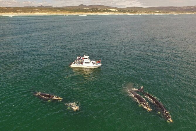 Whale Watching From Gansbaai - Witnessing Southern Right Whale Mating