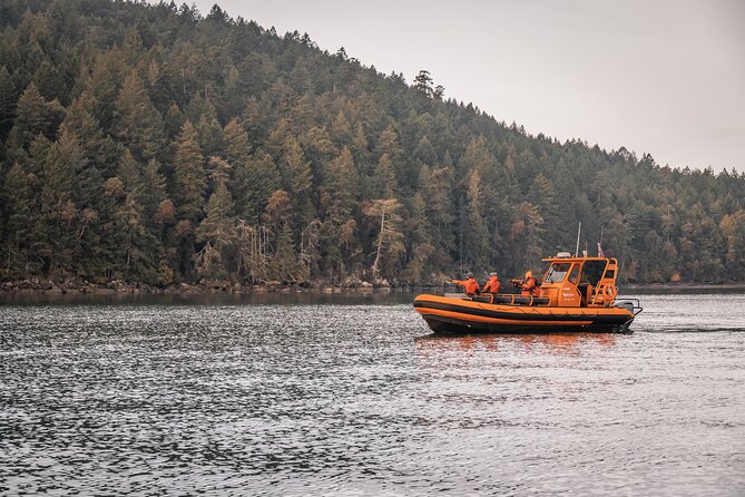 Whale Watching Nanaimo Open Boat Tour - Key Points