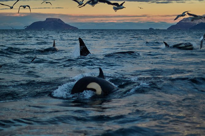 Whale Watching RIB Boat Tour in Skjervoy From Tromso - Tour Overview