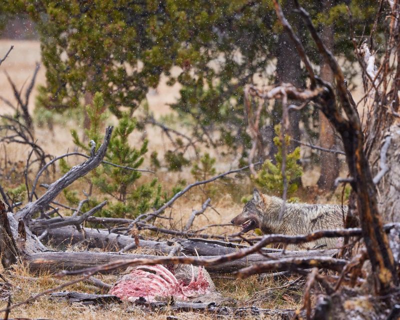 Yellowstone: Bespoke Photo Tour - Summer - Key Points