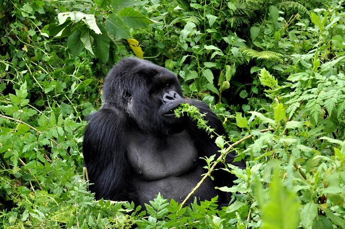 1 Day Gorilla Trekking Safari Tour - Key Points