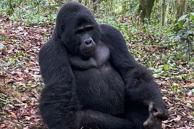 1 Day Gorilla Trekking Uganda - Key Points