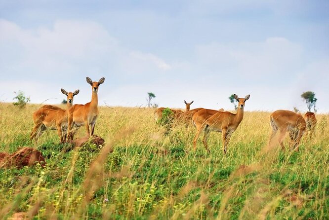 10 Day Western Uganda Budget Wildlife Safari - Key Points