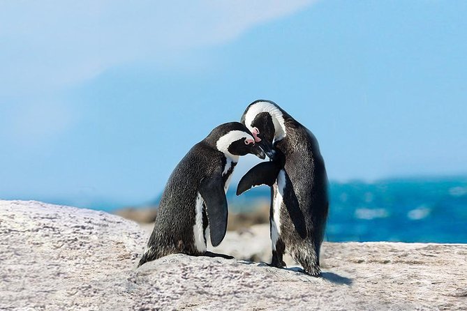 1 Day Cape Point Explore With Boulders Penguins Small Group Tour Tour Overview And Highlights