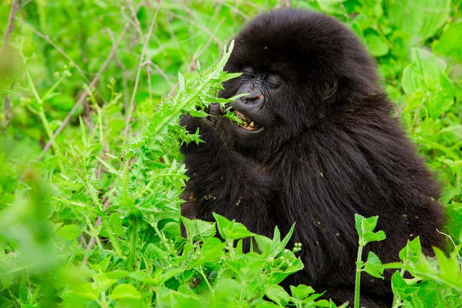 1 Day Gorilla Trekking Safari Tour Tour Overview