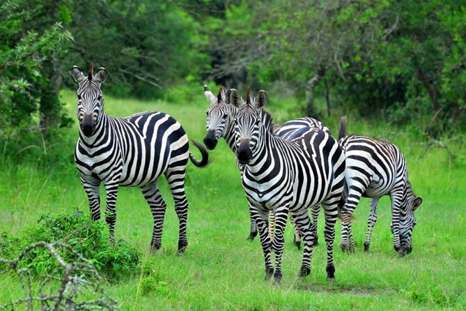 1 Day Lake Mburo Tour From Kampala - Meeting and Pickup