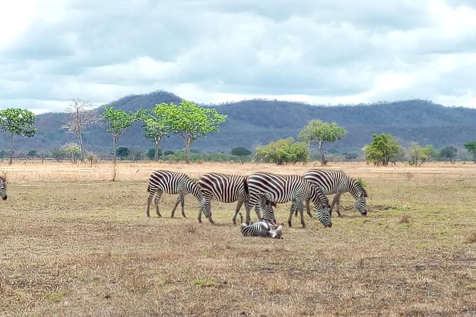 1 Day Safari To Mikumi National Park Included In Tour