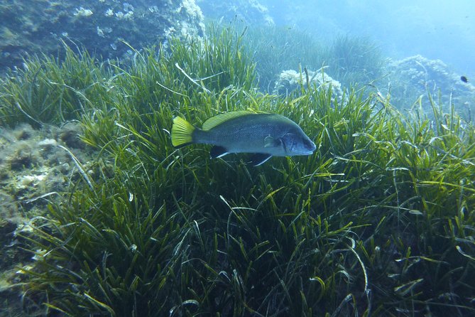 1 Single Dive in the Capo Carbonara Marine Protected Area. for Patented. - Meeting and Pickup