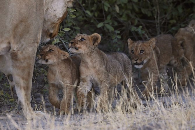 13 Day Wilderness Trail: Best Of Northern Botswana Wildcamping + Victoria Falls Inclusions