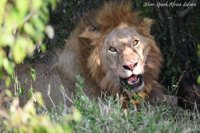 14-Day Serengeti Maasai Mara Amboseli Tarangire Zanzibar - Overview of the Tour