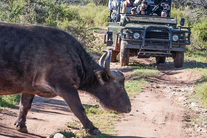 2 Day 4x4 Safaris Tour With South African Wildlife From Cape Town Inclusions