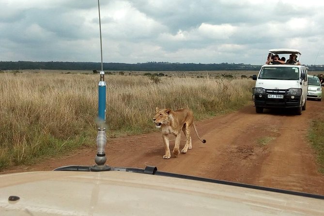 2 Day Amboseli National Park Safari Daily Departures Inclusions And Pricing