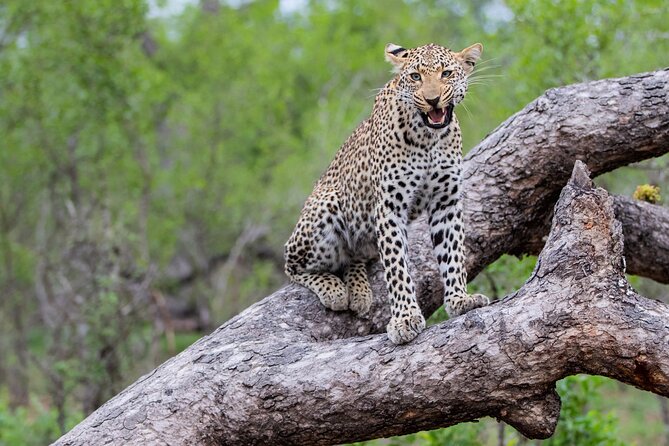 2 Day Kruger National Park Safari From Johannesburg Inclusions And Amenities