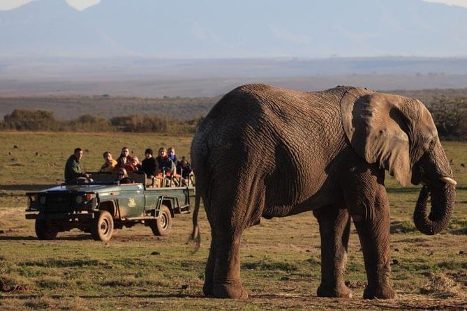 2 Day Safari Experience From Cape Town Safari Overview