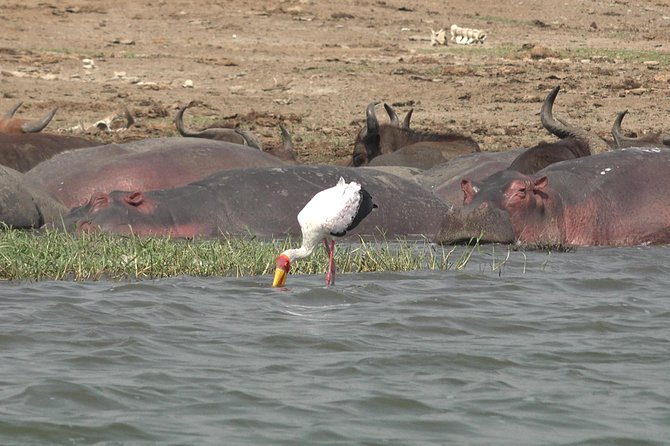 2 Days Murchison Falls Big 5 Savannah Wildlife Safari Tour Overview