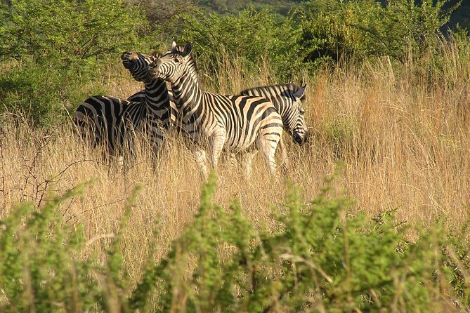 2-Days Pilanesberg Best Chance to View Big 5 With Private Extended Safari - Overview of Safari Experience