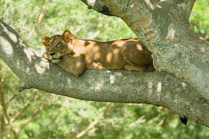 2 Days Safari to Queen Elizabeth National Park With Cruise - Discover the Rich Biodiversity