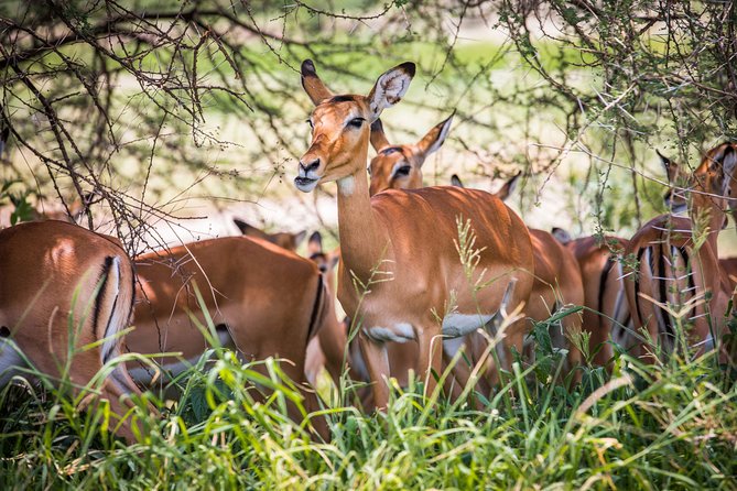 2 Days Safari Tour Tanzania - Tour Overview