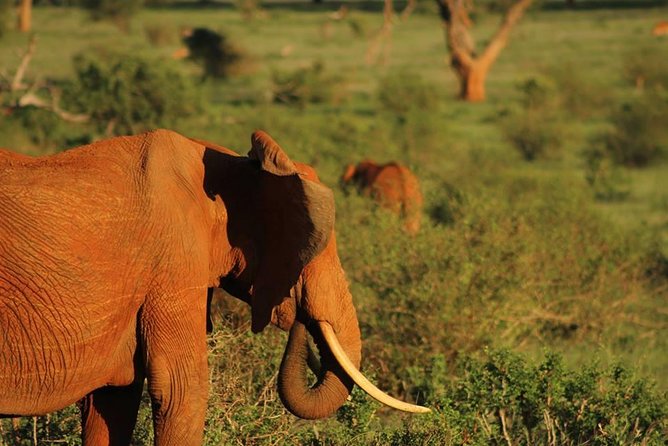 2 Days Safari Tsavo East Highlights Of Tsavo East