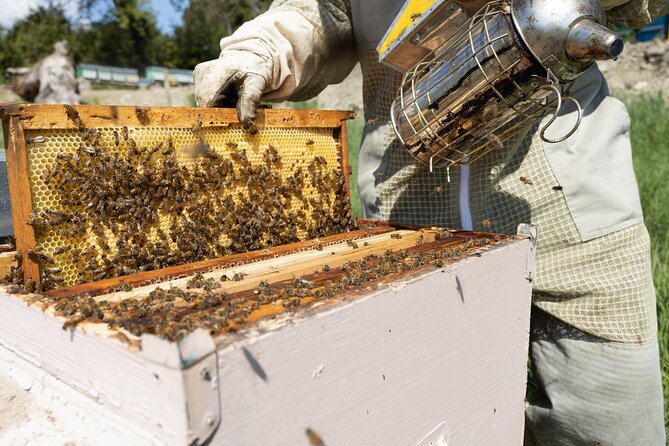 2-Hour Private Guided Activity Discovering Bees in Volterra - Experiencing the Bees Firsthand