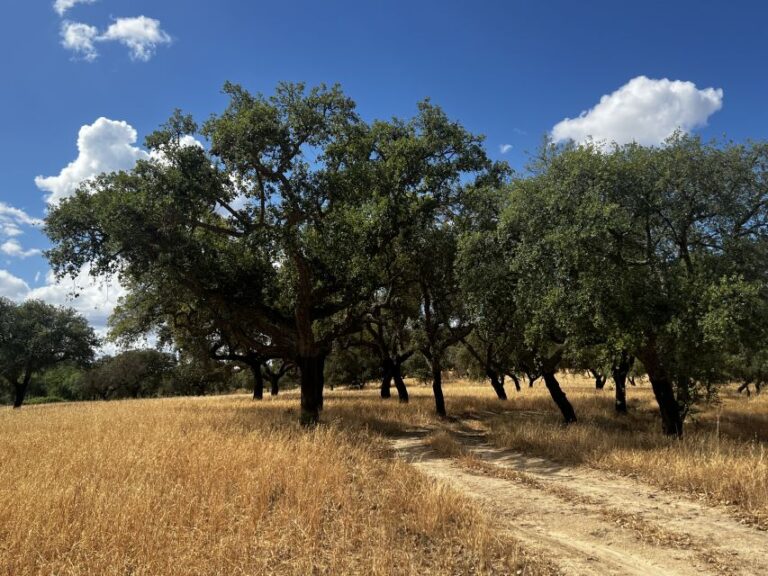 2 Hr Walk In The Cork Forest Tour Details