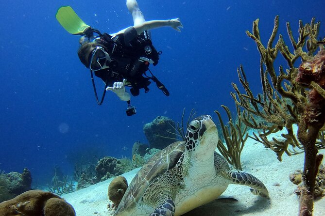 2 Tank Guided Dive House Reef (Pierbaai Reef and Car Pile) - Included Dive Gear and Amenities