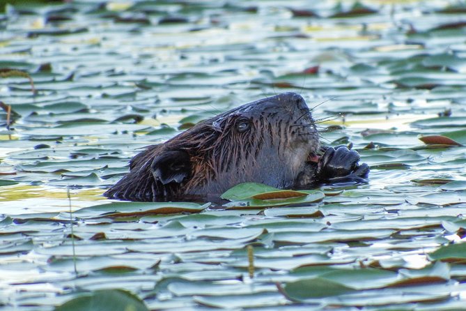 3 Day Algonquin Park Canoe Trip Moose & Beaver Safari Camping Gear And Amenities