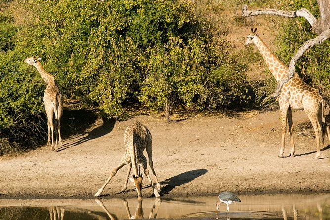 3 Day Chobe National Park Camping Safari From Victoria Falls Tour Overview