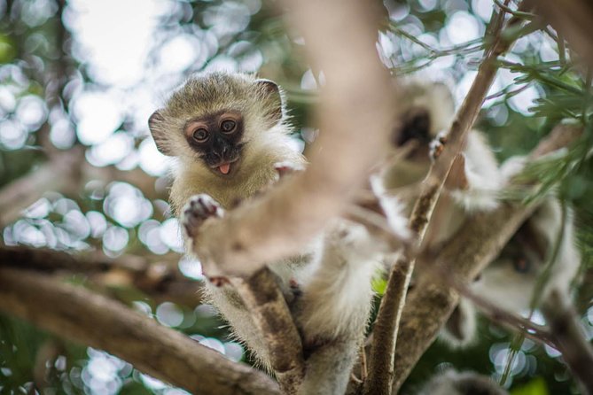 3 Day Classic Kruger National Park Safari Exploring The Safari