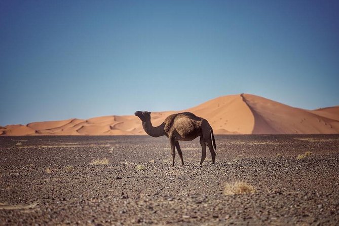 3 Day Desert Tour Marrakech To Fes Via Merzouga Tour Details